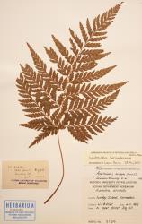 Parapolystichum kermadecense. Herbarium specimen from Raoul Island, WELT P025085, showing abaxial surface of 2-pinnate-pinnatifid fertile frond.
 Image: B. Hatton © Te Papa CC BY-NC 3.0 NZ
